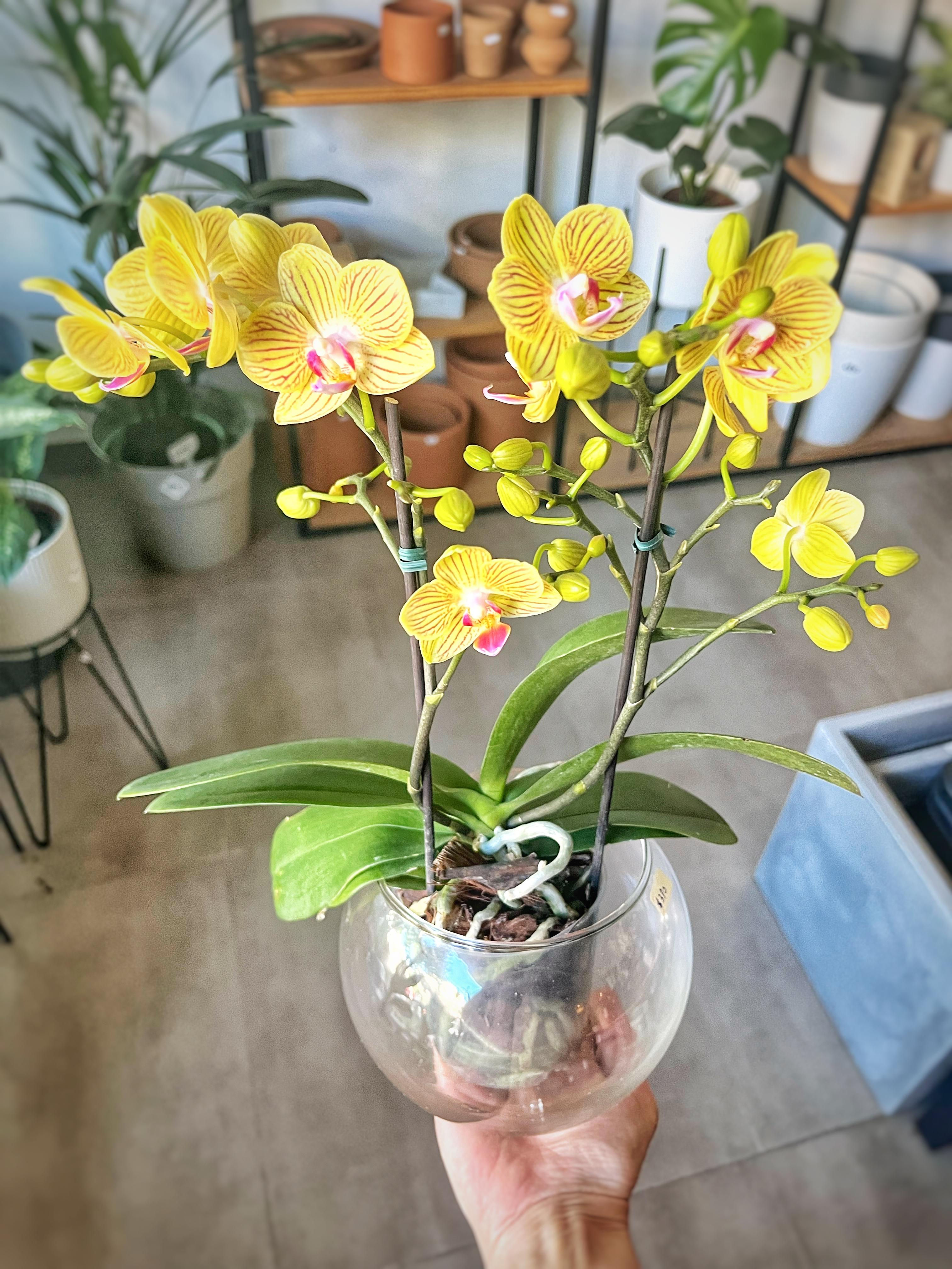 Orquidea Phalaenopsis en bowl vidrio
