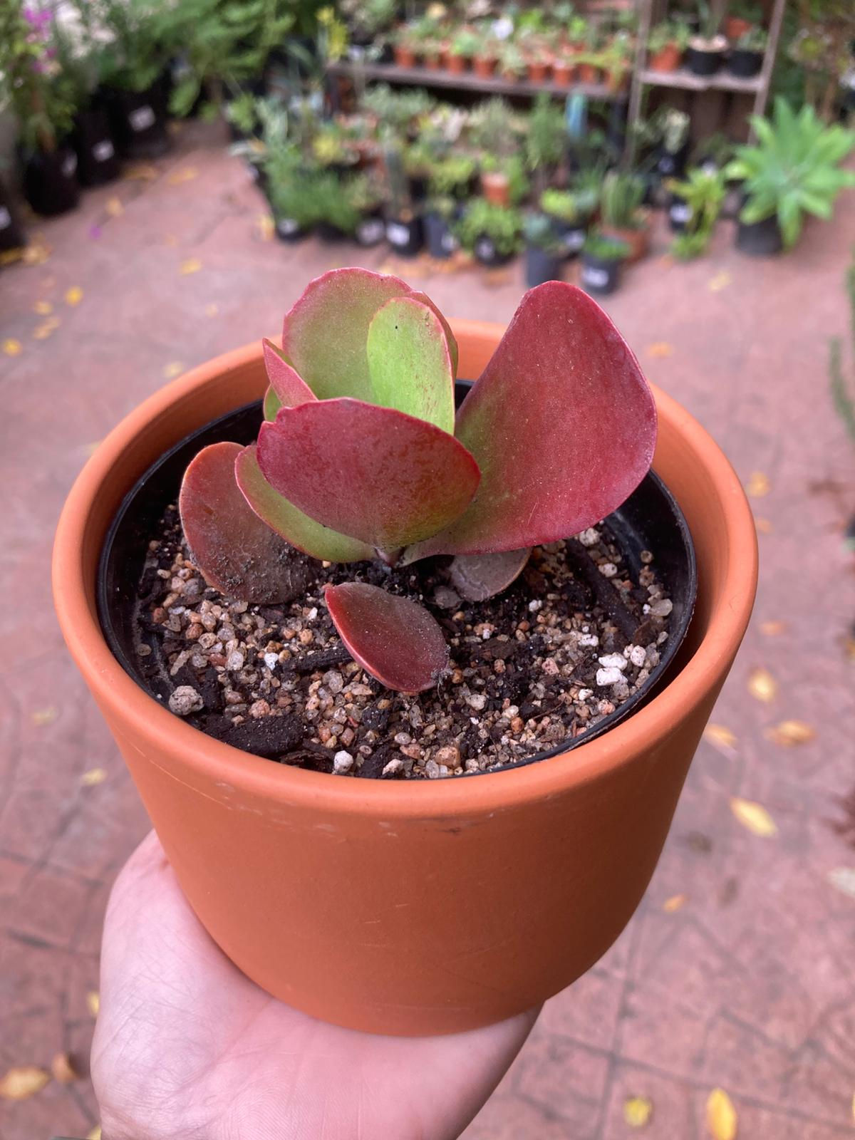 Kalanchoe Luciae