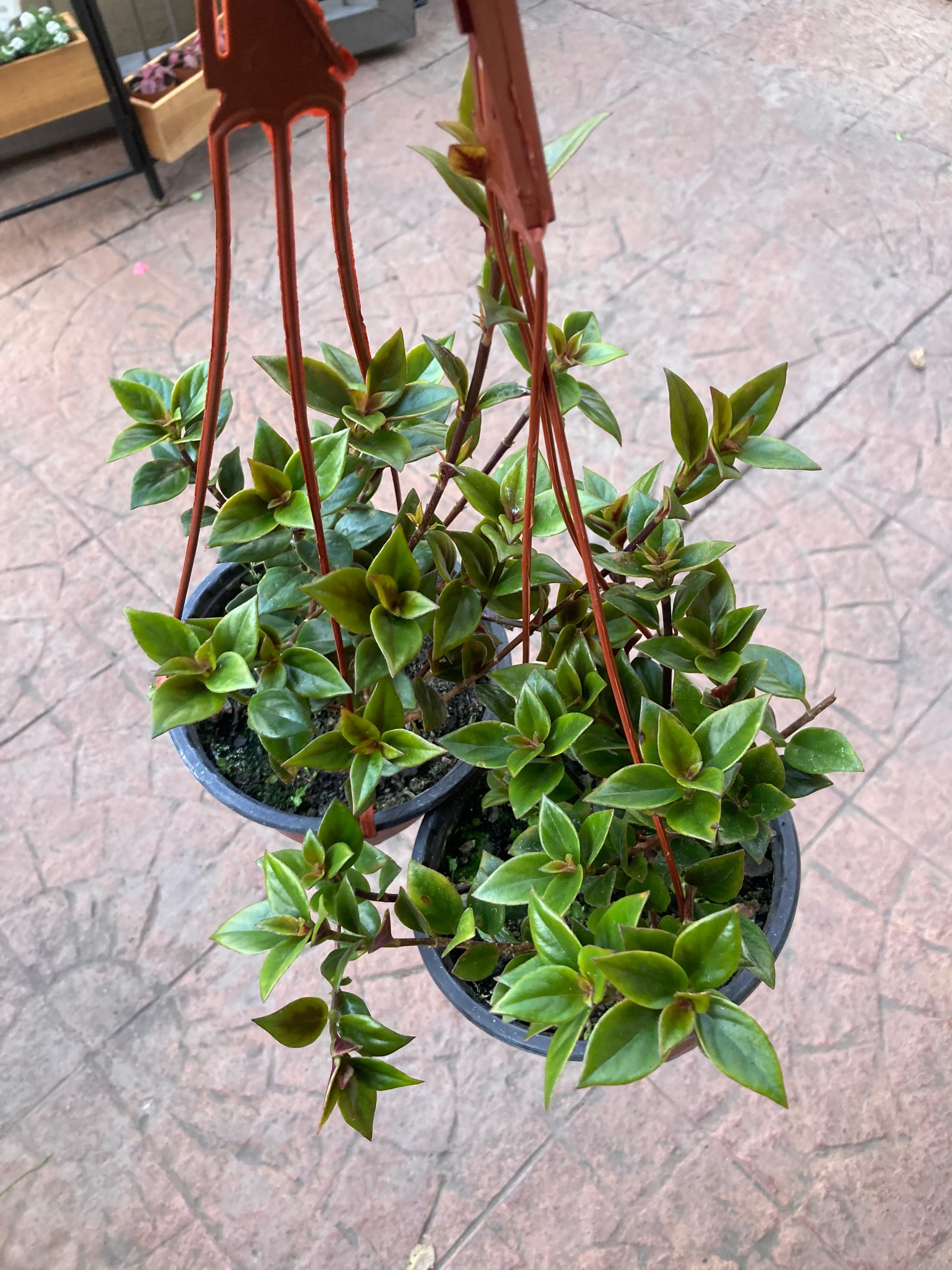 Columnea