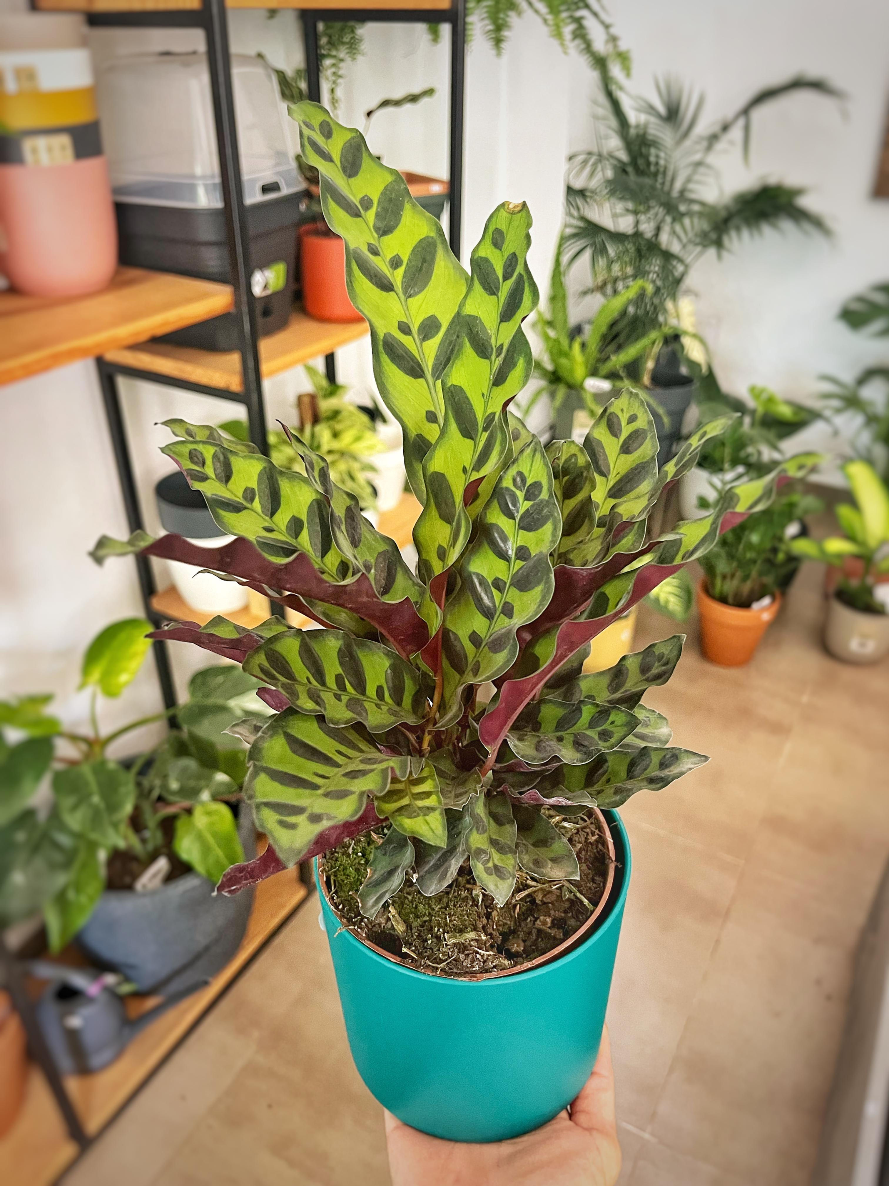 Calathea Lancifolia