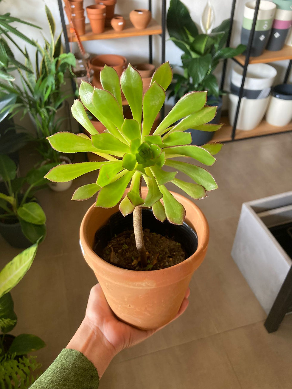 Aeonium Arboreum