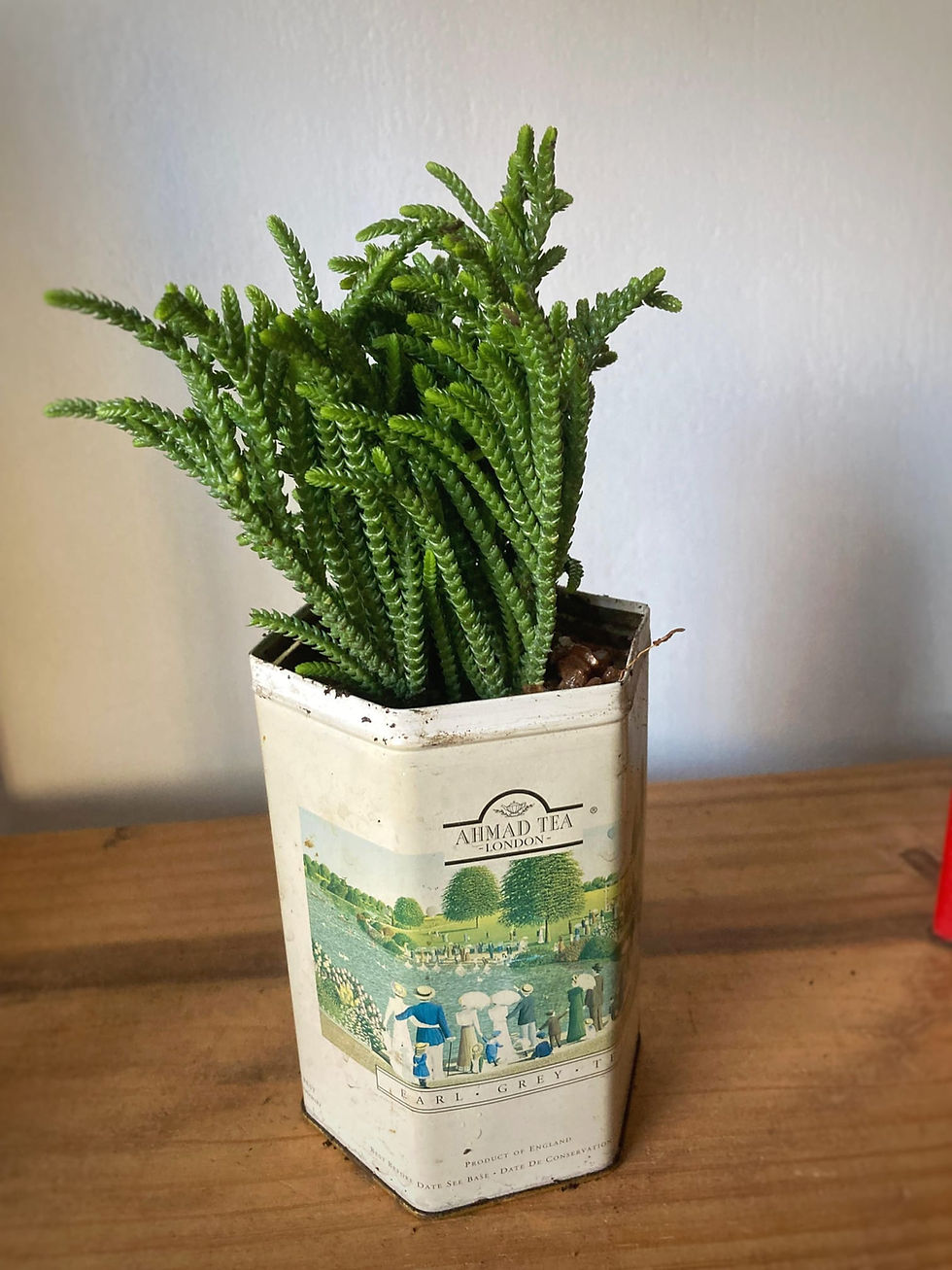 Crassula Muscosa en Lata Vintage