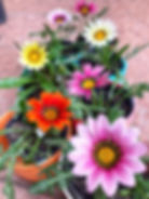 Gazanias (Margarita Africana)