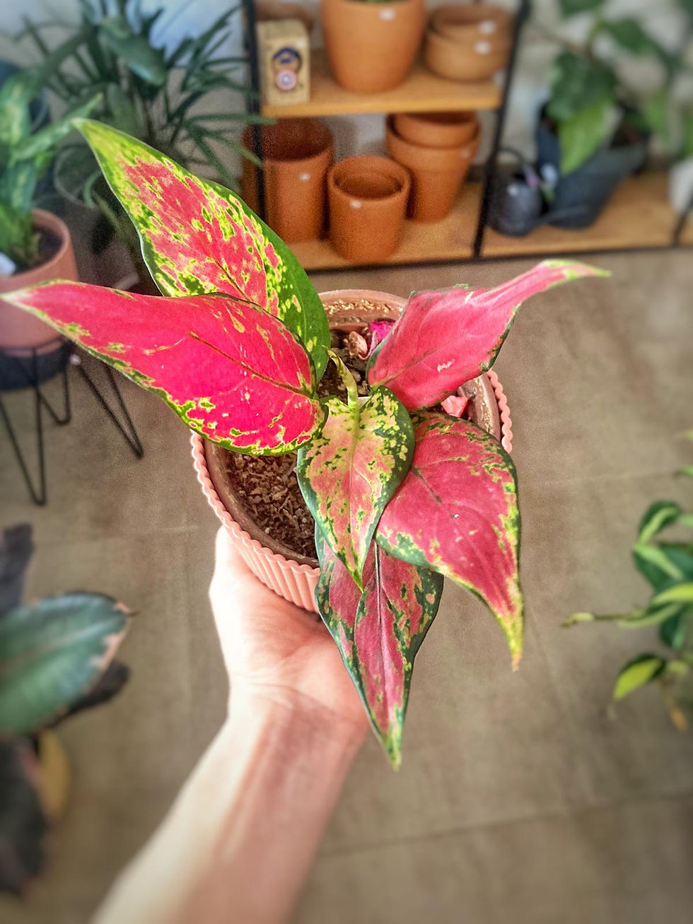 Aglaonema red pequeña