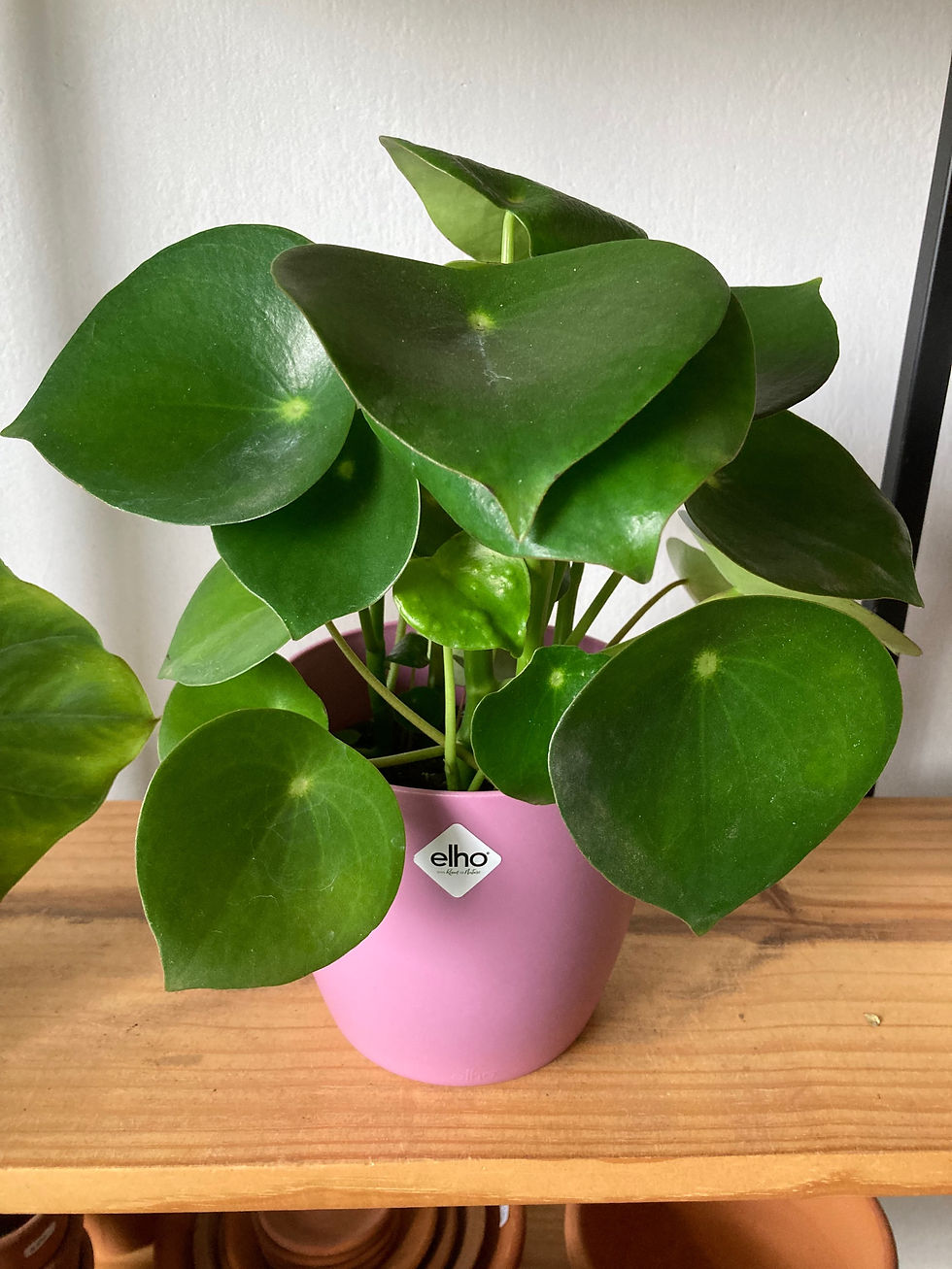 Pilea Raindrop