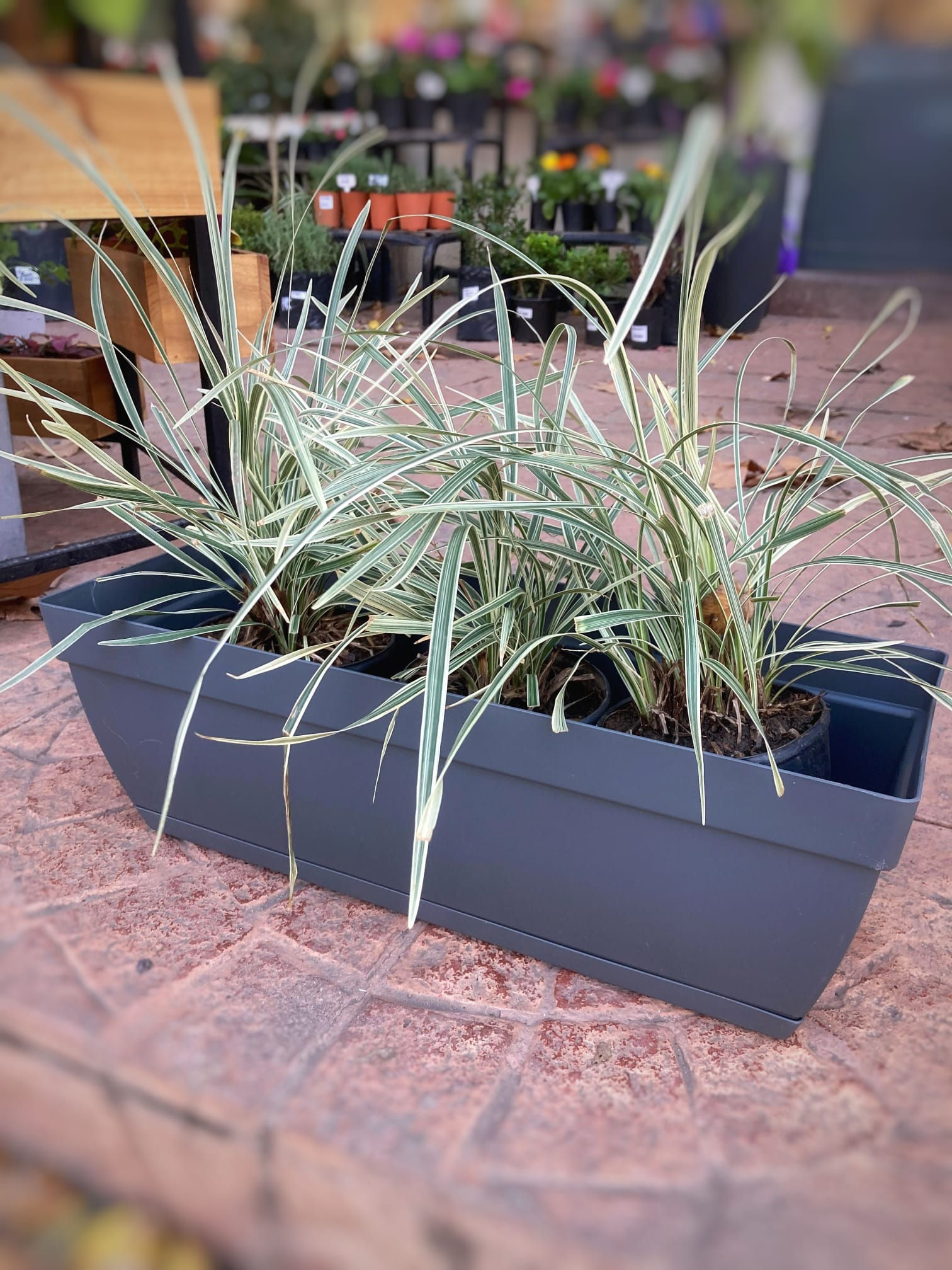 Liriope