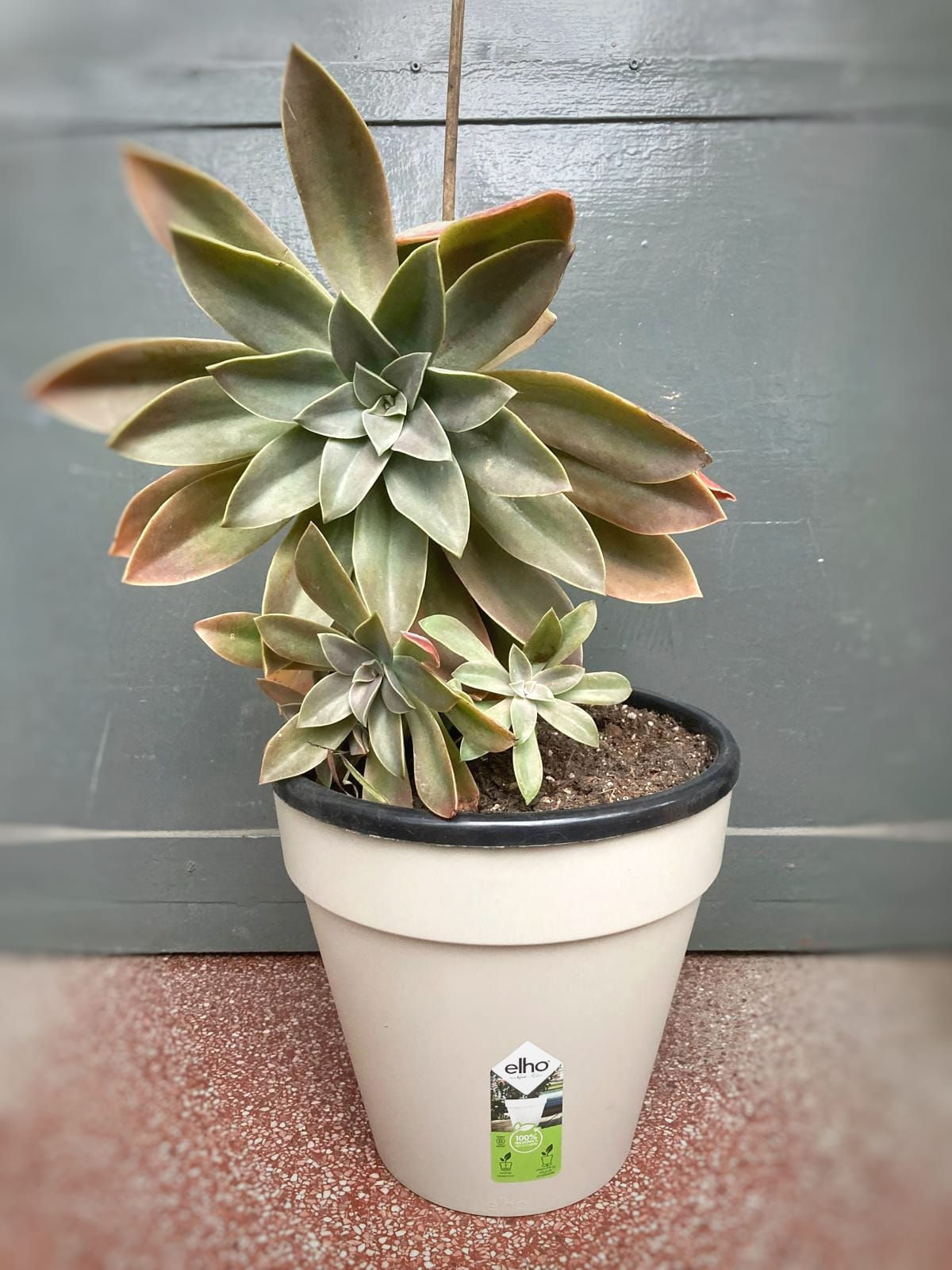 suculenta graptoveria grande