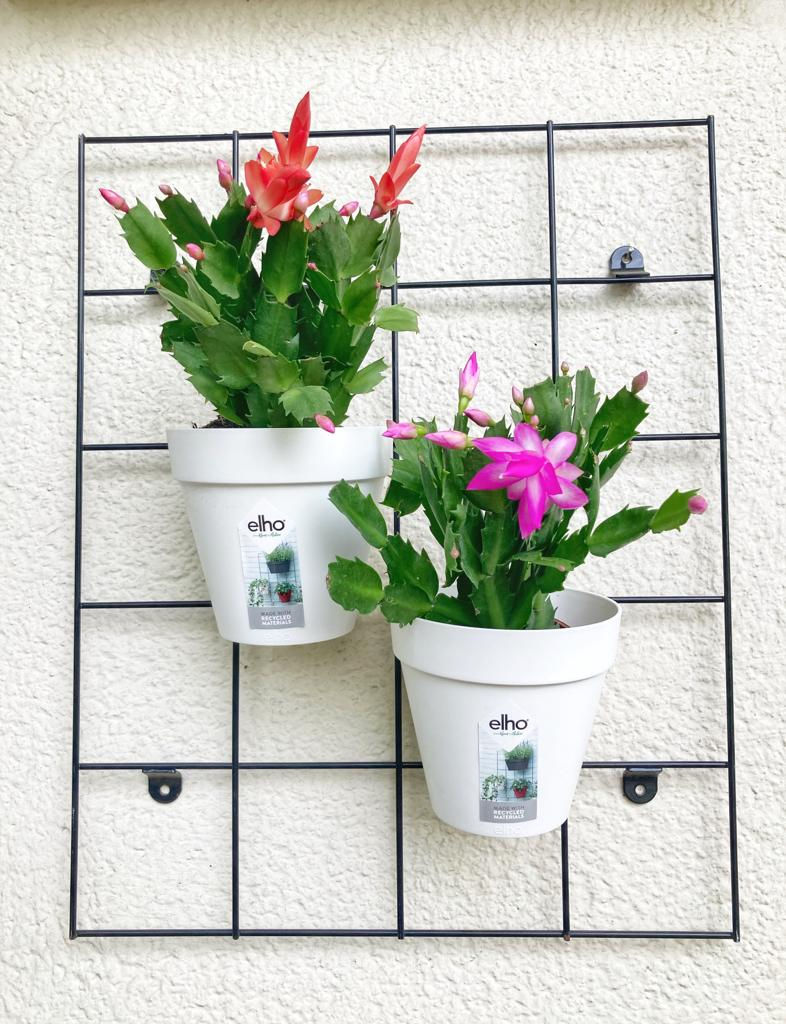 Schlumbergera (Flor de Mayo)