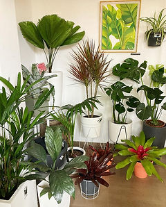 Plantas de Interior