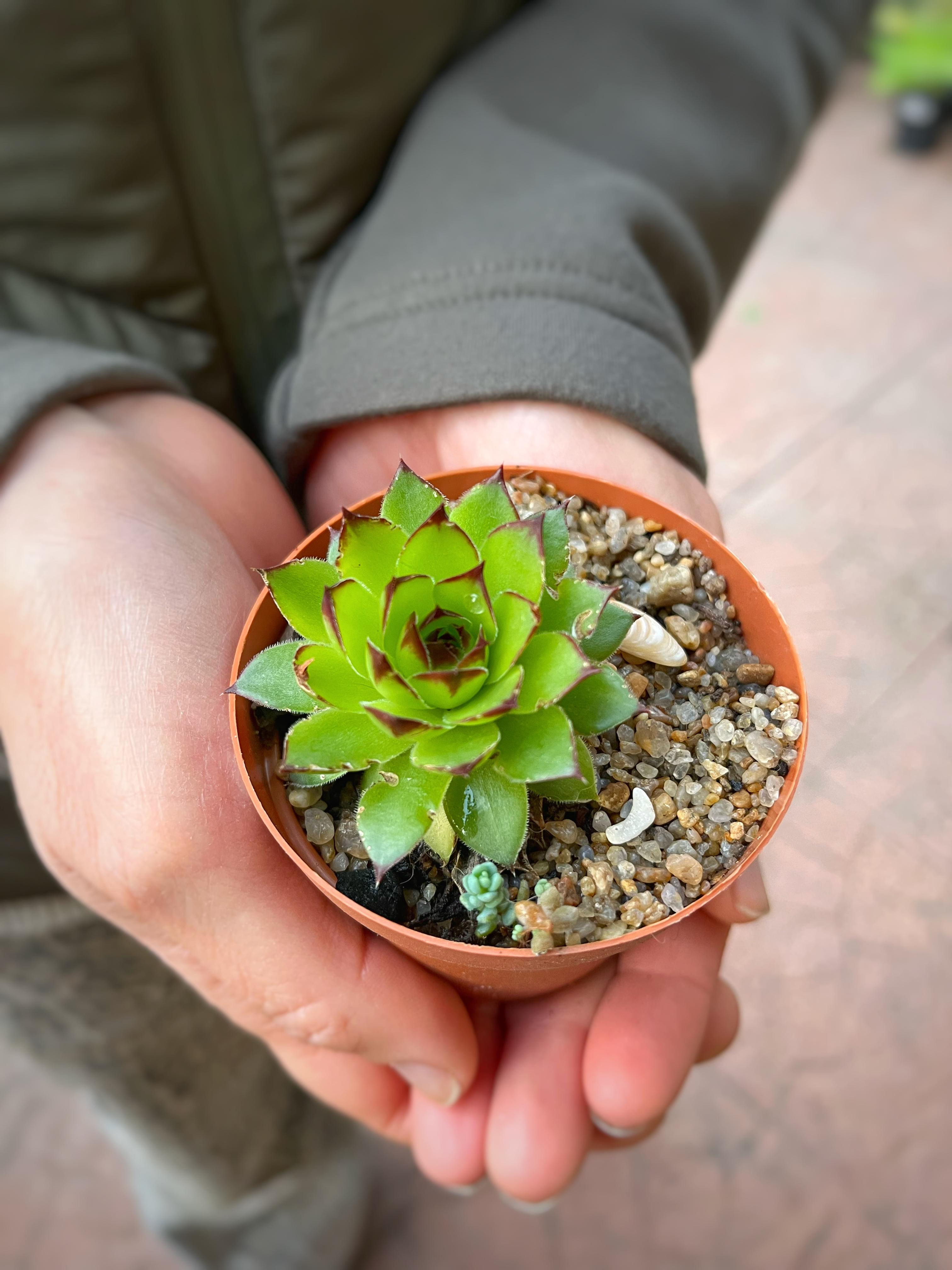 Sempervivum Tectorum