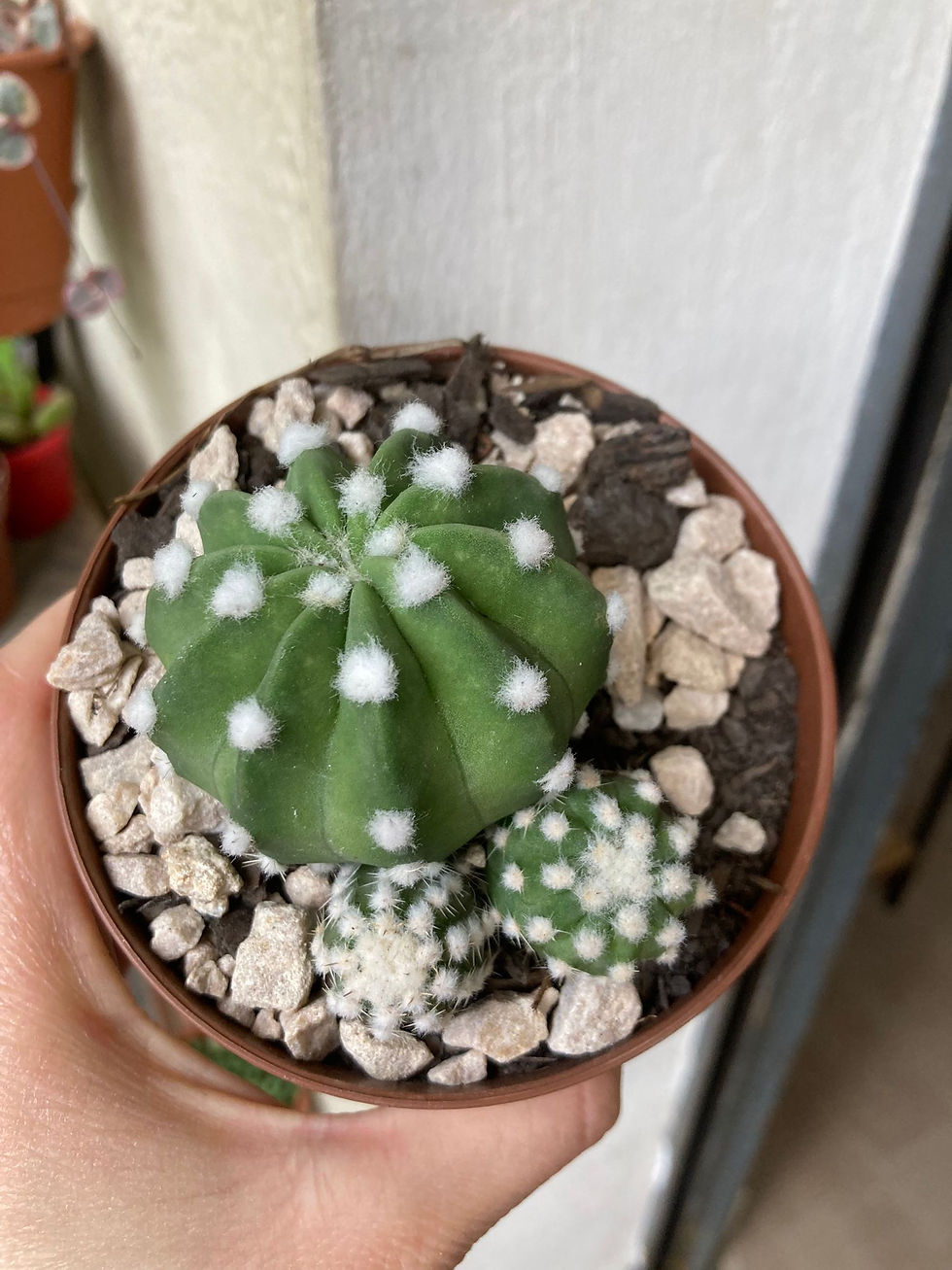 Cactus echinopsis subdenuata