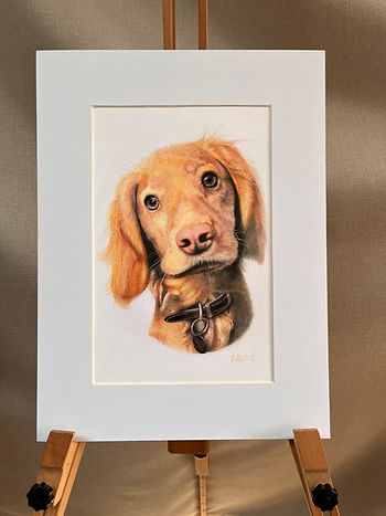 Pet Portrait