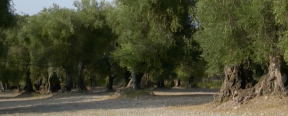 Vico del Gargano, uliveto