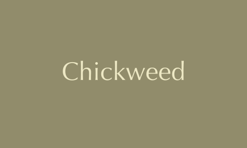 Chickweed