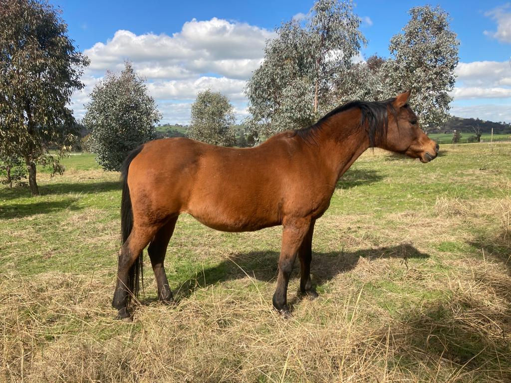 AL MARAH FAIR NFEISTY