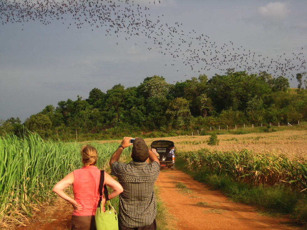 Bats Overhead