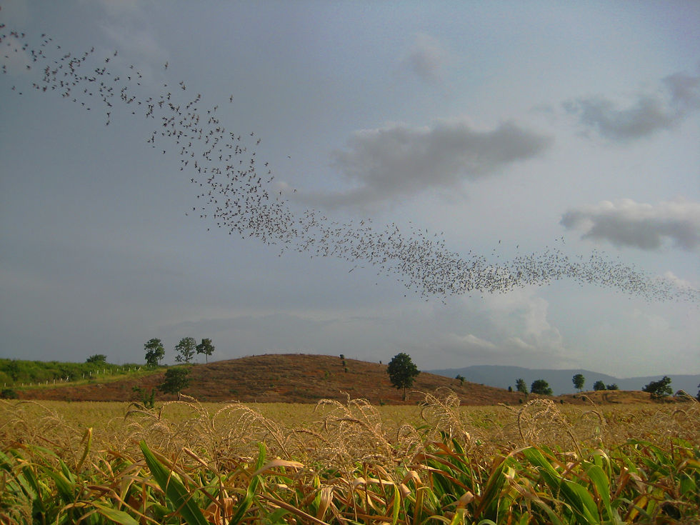 An Unending Stream of Bats