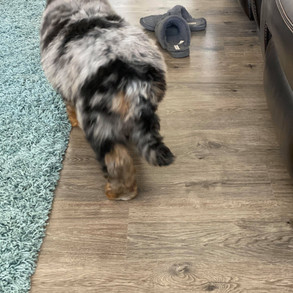 Mini Bernedoodles | NC Doodle Puppies