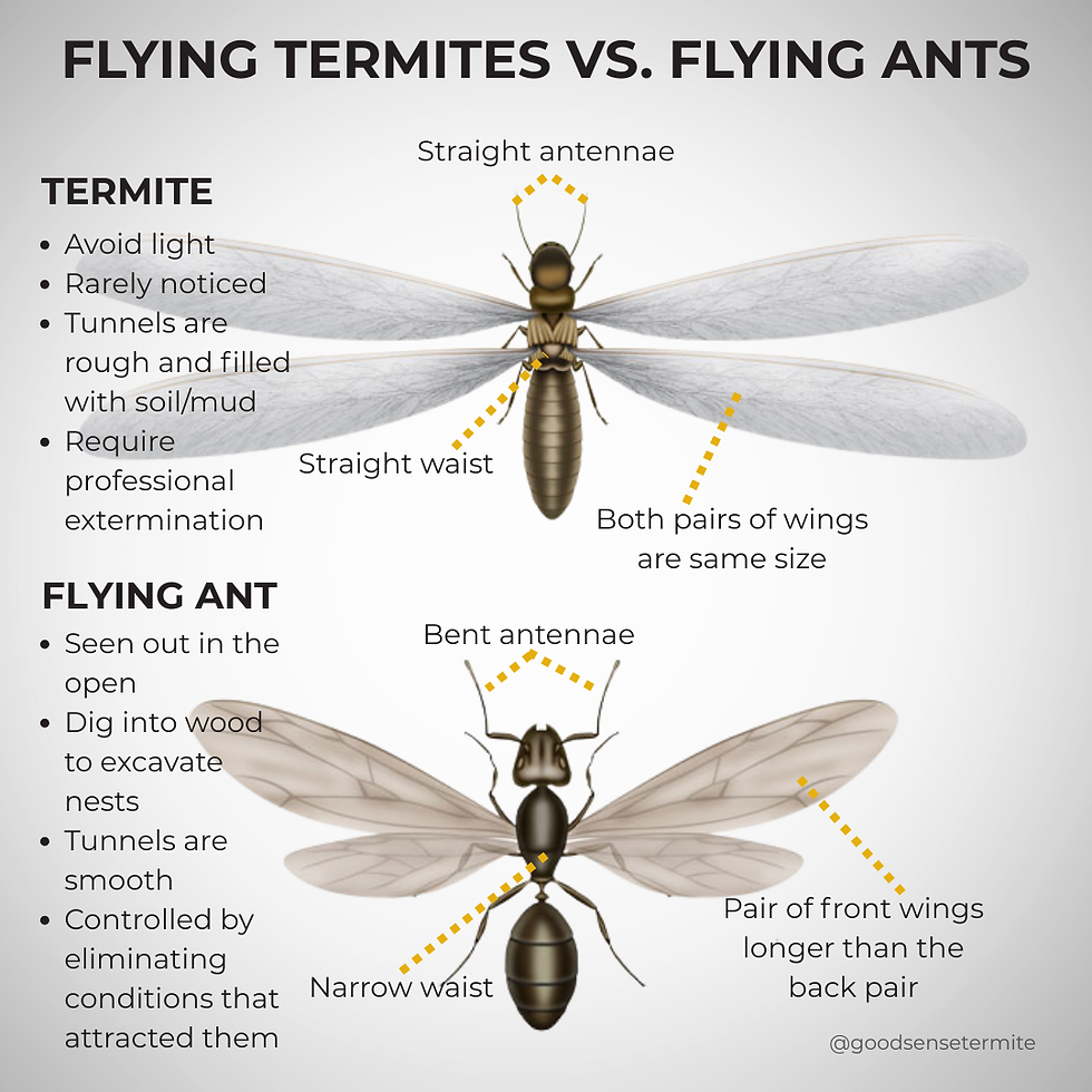 Comparison of flying termites vs. flying ants with labeled differences such as antennae, waist, and wings. Text notes behavior and extermination.