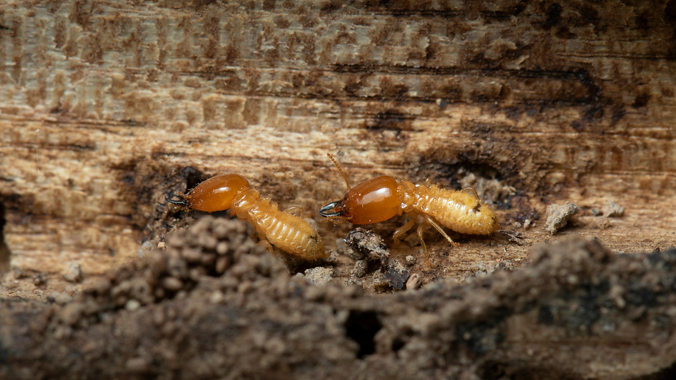 Two termites crawl on decayed wood, their amber heads and pale bodies set against rough bark and dirt.