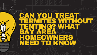 Can You Treat Termites Without Tenting? What Bay Area Homeowners Need to Know