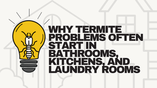 Why Termite Problems Often Start in Bathrooms, Kitchens, and Laundry Rooms
