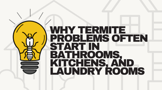 Why Termite Problems Often Start in Bathrooms, Kitchens, and Laundry Rooms