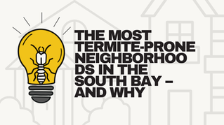 The Most Termite-Prone Neighborhoods in the South Bay -- And Why