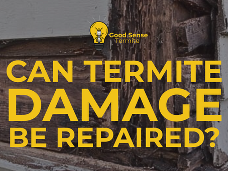 Can Termite Damage Be Repaired?