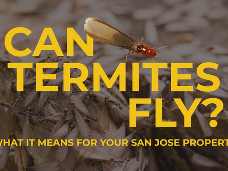 Can Termites Fly? What It Means for Your San Jose Property
