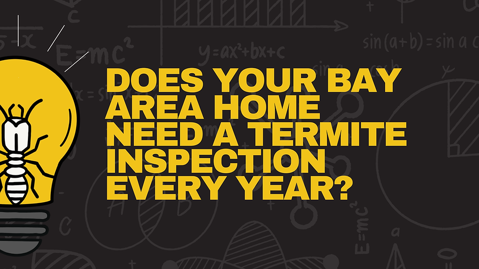 Does Your Bay Area Home Need a Termite Inspection Every Year?