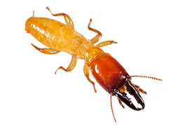 Dampwood Termite