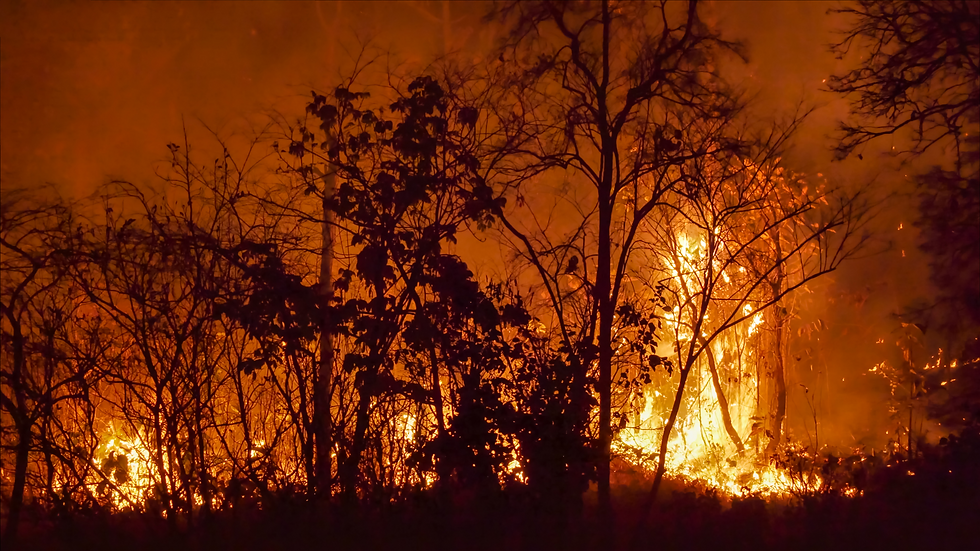 Forest fire at night, trees silhouetted against orange flames and smoke. Bright, intense scene with a dramatic, destructive mood.