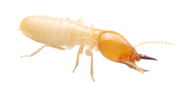 Subterranean Termite