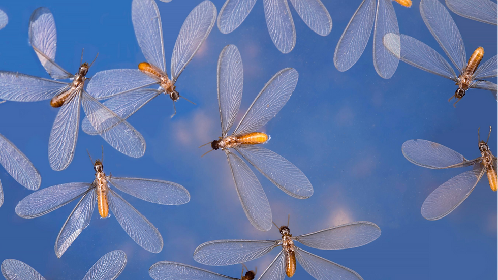 Close-up of flying termites with translucent wings, set against a clear blue background, evoking a calm, natural atmosphere.
