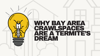 Why Bay Area Crawl Spaces Are a Termite's Dream (And What to Do About It)