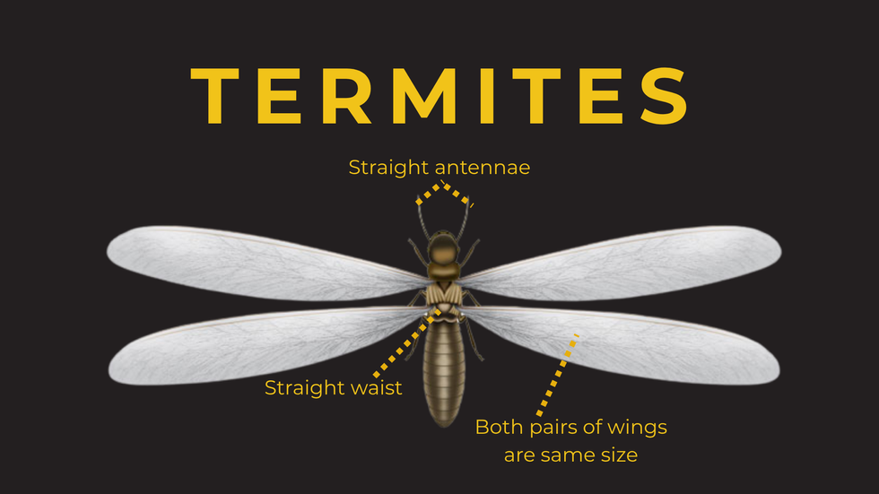 Diagram on a black background with yellow text, identifying qualities of a termite swarmer