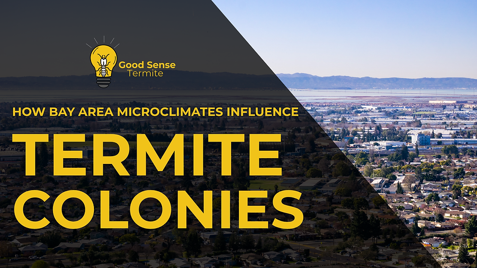 Panoramic view of the Bay Area with text: "How Bay Area microclimates influence termite colonies" and "Good Sense Termite" logo.