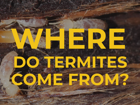 Where Do Termites Come From? Common Sources Around San Jose Homes