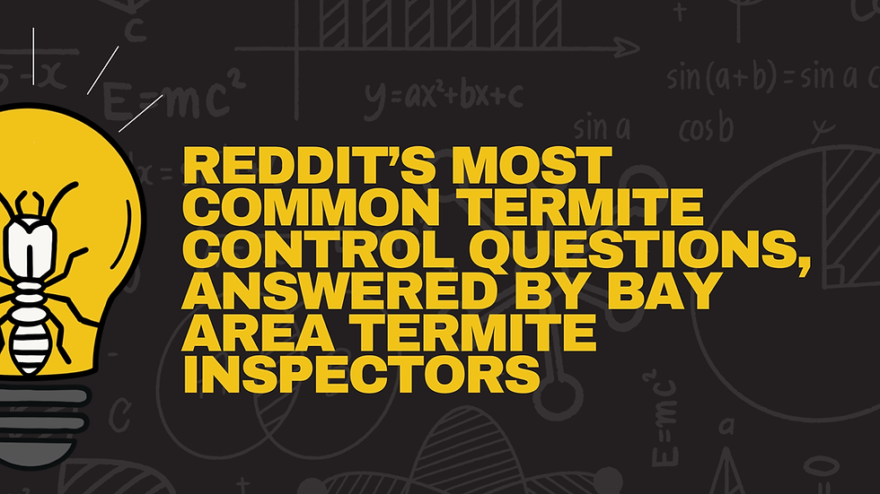 Reddit’s Most Common Termite Control Questions, Answered by Bay Area Termite Inspectors