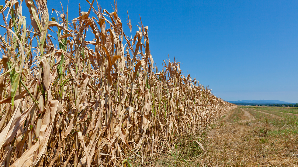 Dry cornfield under a clear blue sky, with rows of brown, withered corn stalks and a dirt path leading into the distance.