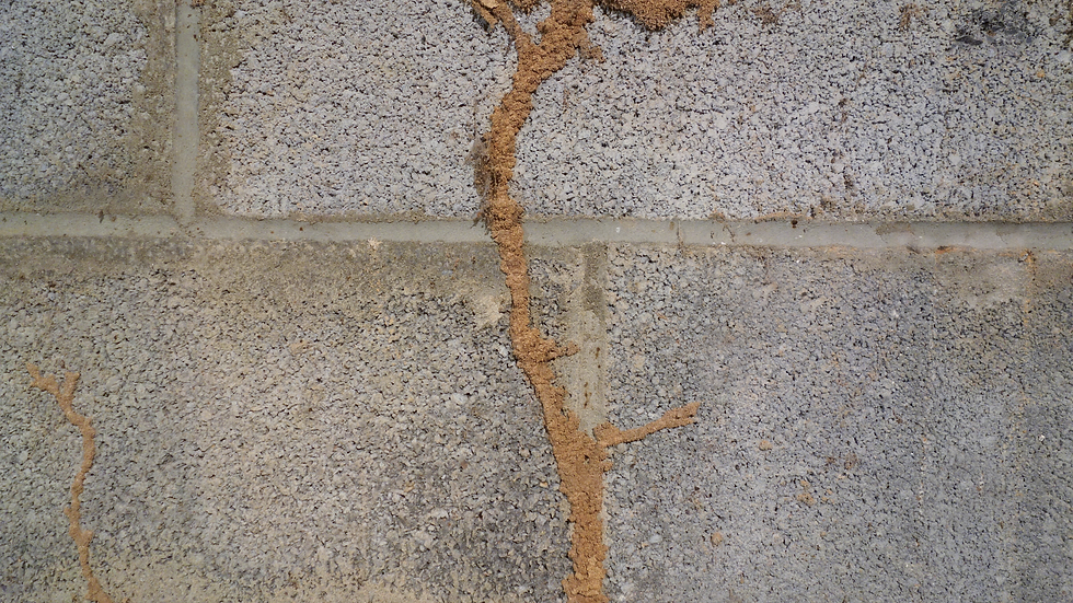 Close up of subterranean termite mud tubes