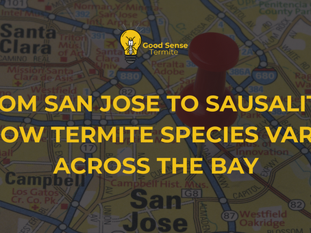 From San Jose to Sausalito: How Termite Species Vary Across the Bay—and Why It Matters
