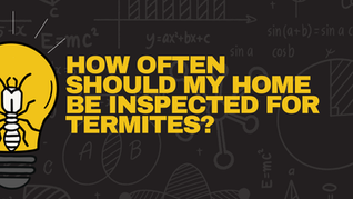 How Often Should a Bay Area Home Be Inspected for Termites?