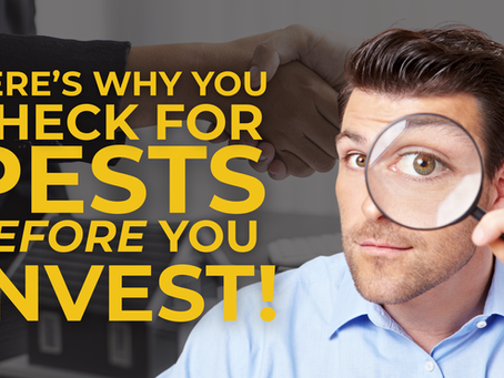 The Untold Risks of Buying a Bay Area Home Without a Specialized Termite Inspection