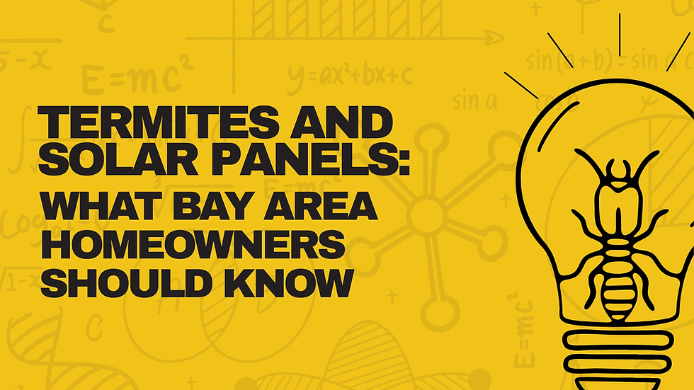 Termites and Solar Panels: What Bay Area Homeowners Should Know