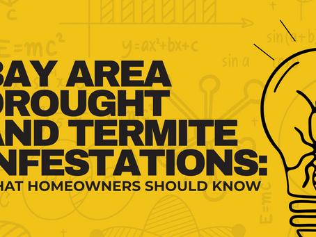 Are Bay Area Drought Cycles Making Termite Infestations Worse?