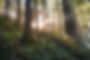 trees.jpg