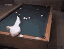 goatplaybanjo-poule.gif