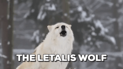 giphy (11)
